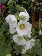 Fantastic Craft Inc- Hollyhock- White