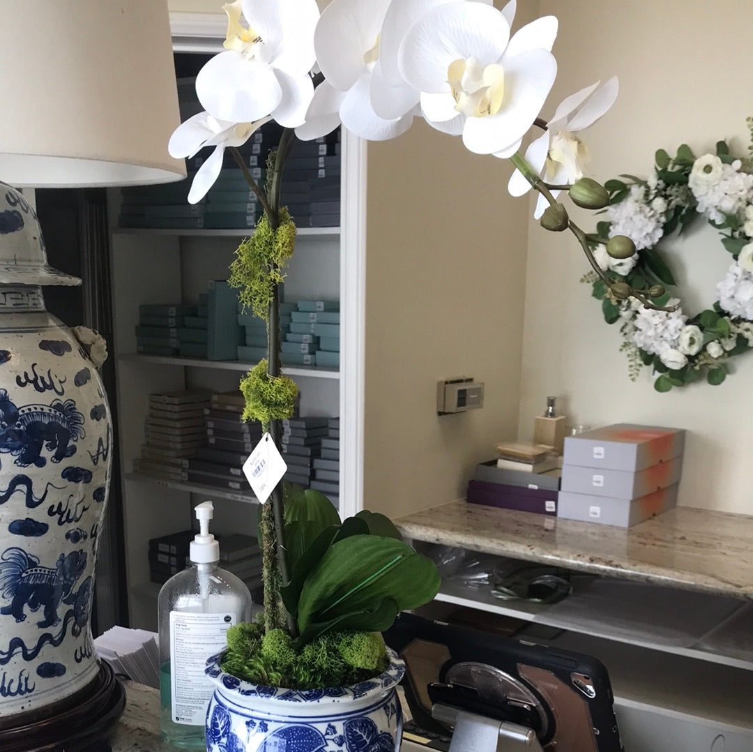 The Ivy Guild- Blue/White Orchid set of 3